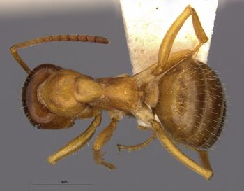 Media type: image;   Entomology 8842 Aspect: habitus dorsal view